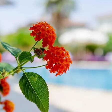 Calbis מלון דליאן